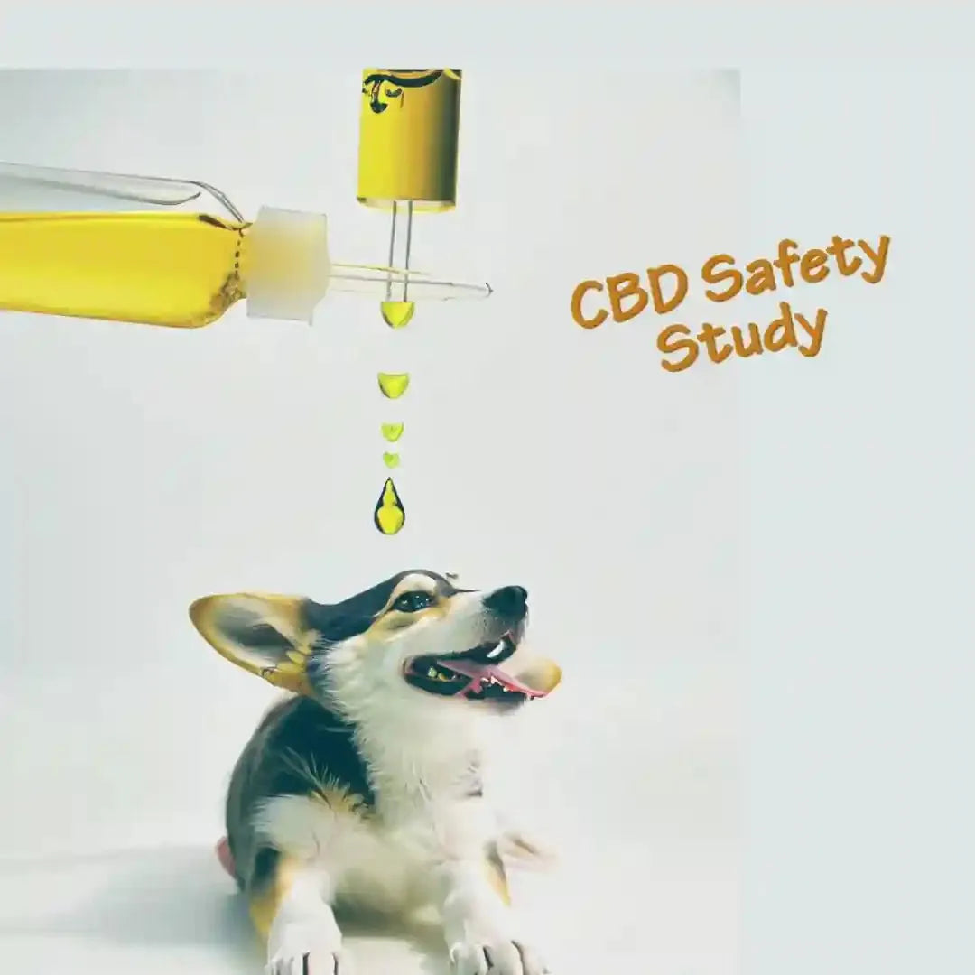 Dog CBD Safety Study