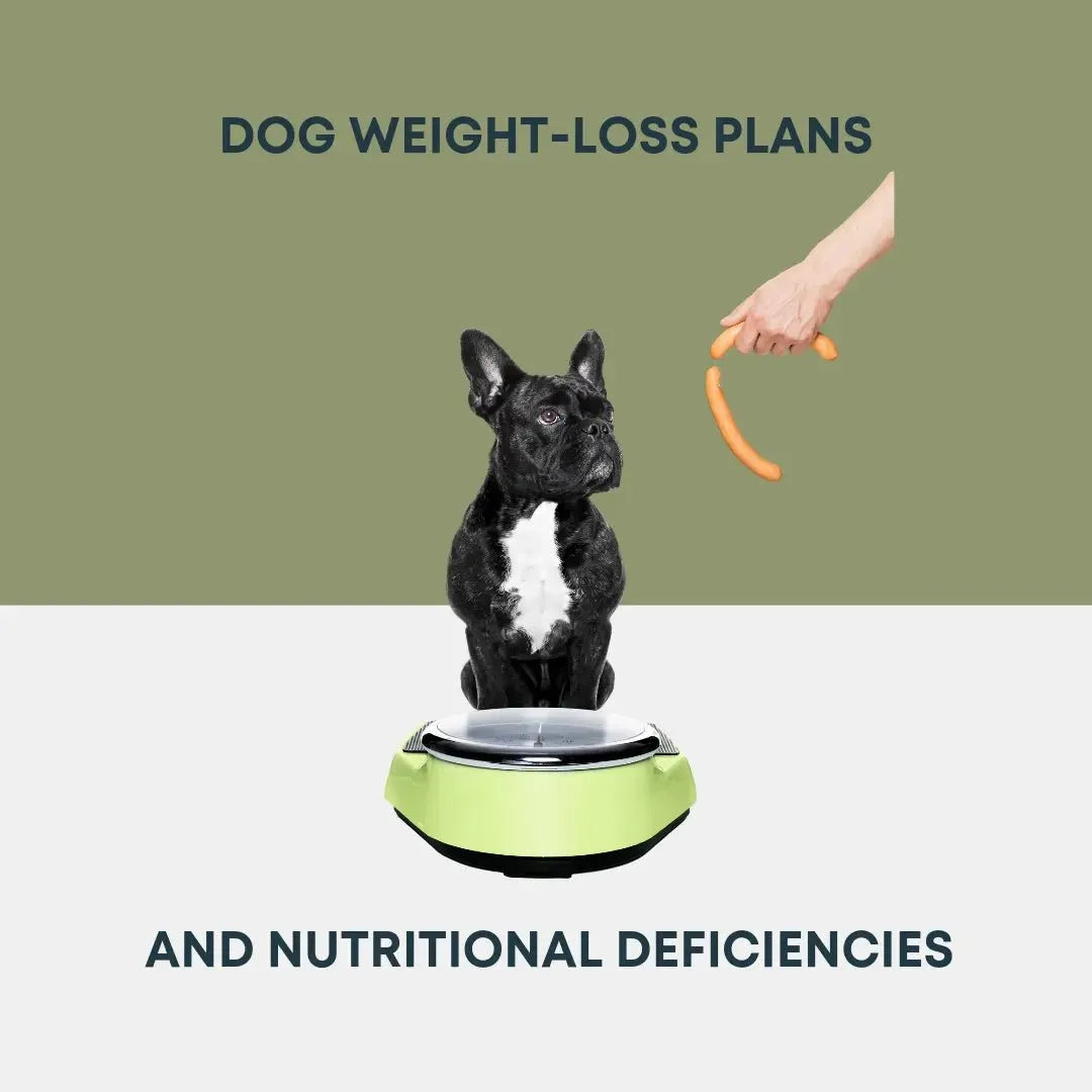 Dog Weight Loss Plans and Nutritional Deficiencies