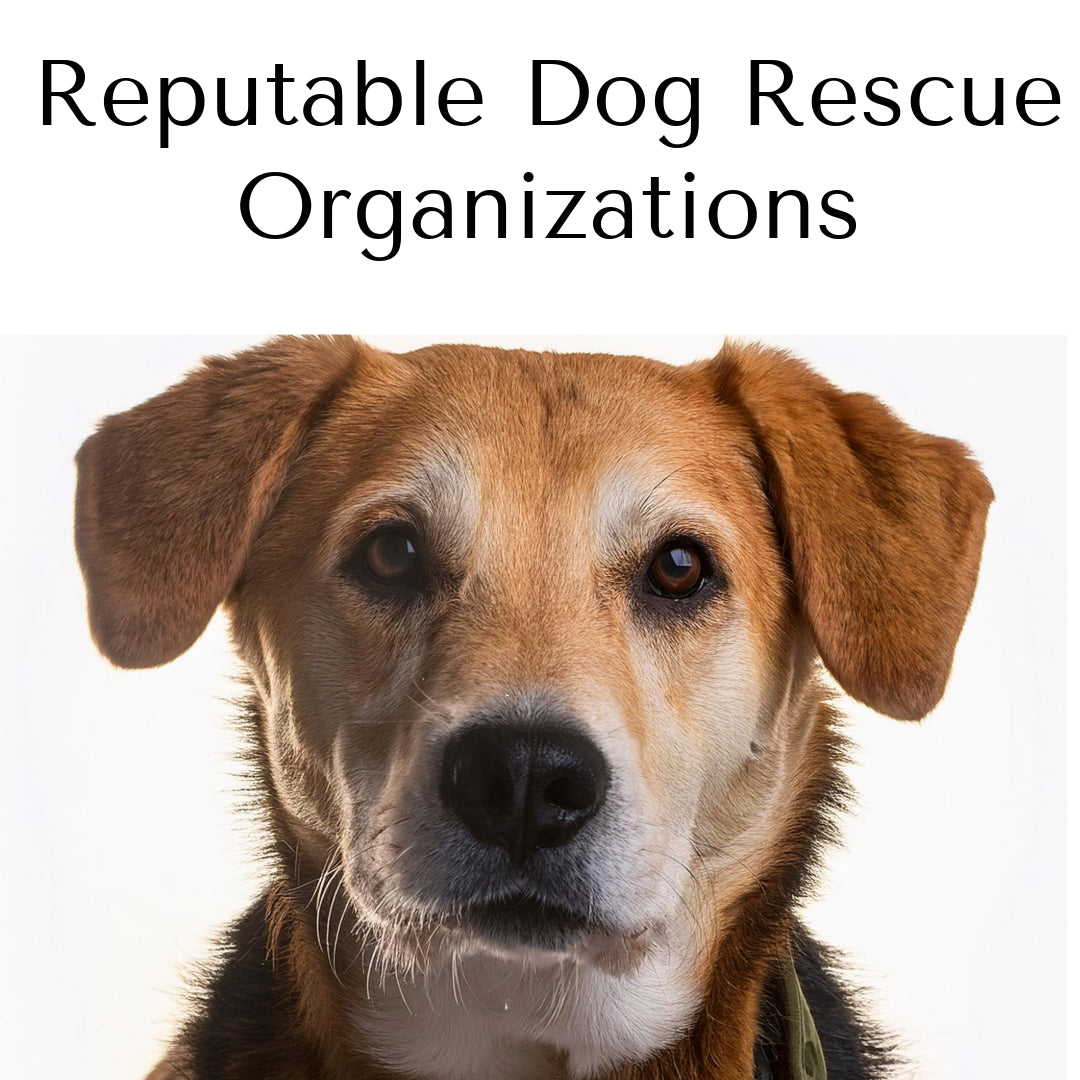 Reputable Dog Rescues