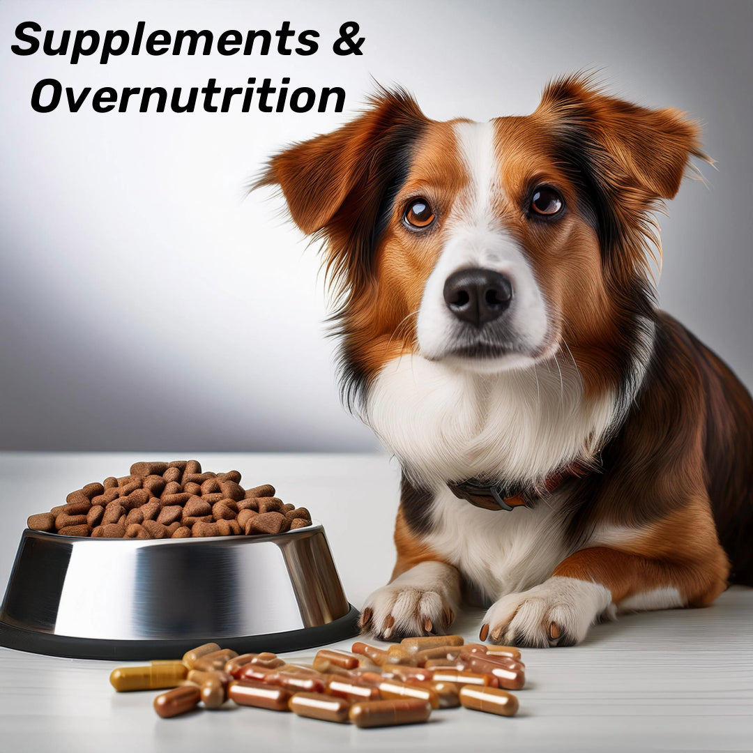 Supplements & Overnutrition in dogs