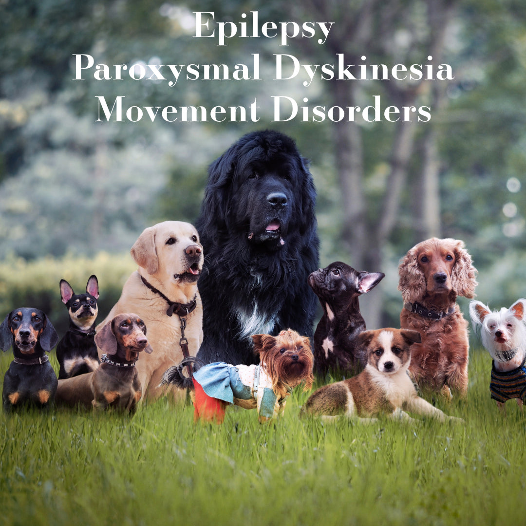 Canine Epilepsy and Movement Disorders