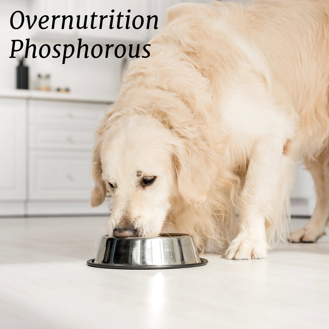 Overnutrition: Phosphorous